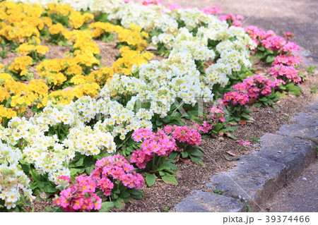 花 プリムラ ポリアンサ 花壇の写真素材