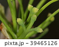 自然 植物 イチョウ 雌花が咲いた 四月初め 雄花も完全に成熟しているようですの写真素材