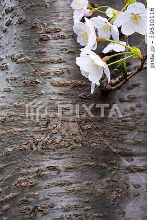 桜 ソメイヨシノ 木 樹皮 自然 幹 テクスチャ 背景の写真素材