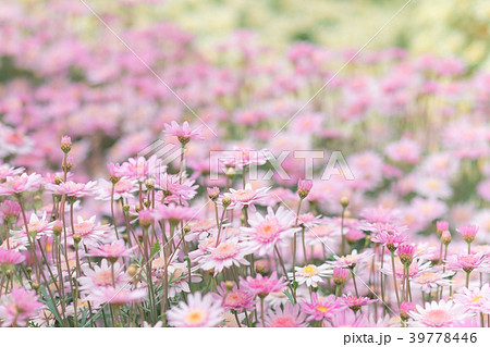 マーガレット 花畑 ピンク 花の写真素材