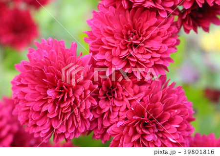 菊 赤いきく 紅色の菊 赤い菊の写真素材