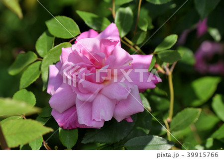 庚申薔薇の写真素材