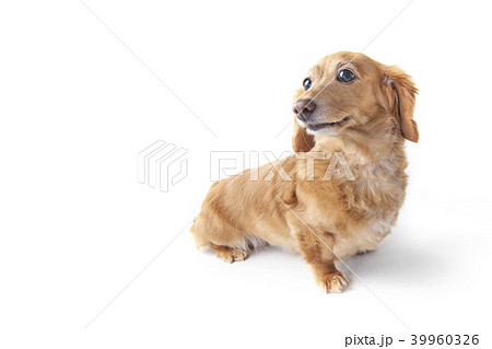 犬 お座り ダックスフント】の画像素材 | ペット・生き物の写真