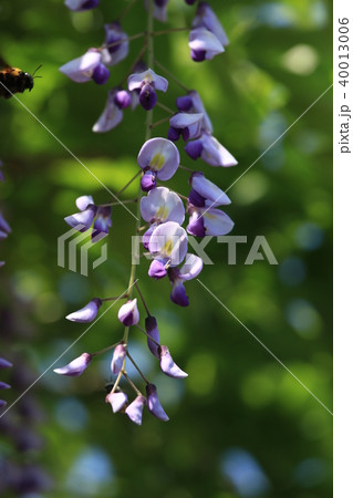 藤の花 紫と白の花 花びら 花芯の写真素材 藤の花 紫と白の花 花びら 花芯の写真素材