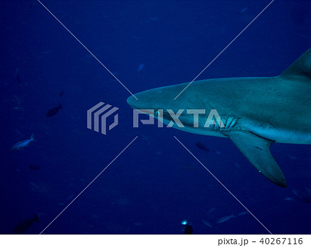 オグロメジロザメ Gray Reef Shark シャーク サメの写真素材