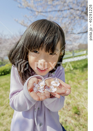 桜の花を手のひらに乗せる女の子の写真素材