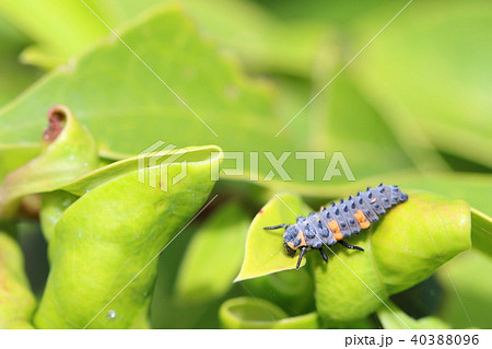 幼虫 アブラムシ 食べる 捕食の写真素材