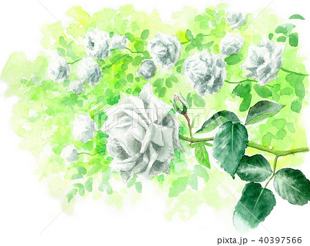 植物図鑑 イラスト 葉の写真素材 Pixta
