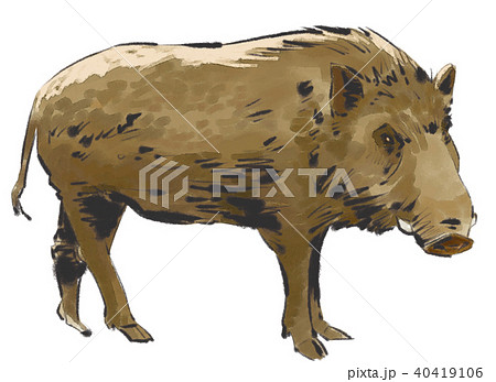 猪 ニホンイノシシ 干支 動物のイラスト素材 Pixta