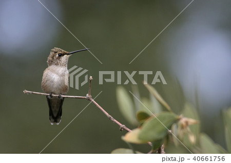 ハチドリ 鳥 ハミングバード 野鳥の写真素材