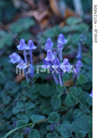 丘立浪草 草花の写真素材