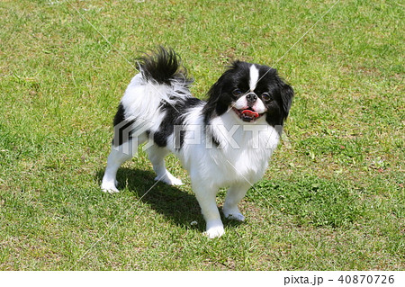 狆 犬の写真素材