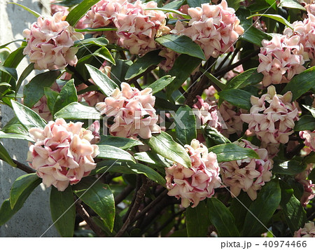 沈丁花は香り高い花を咲かせる春の樹木で 夏の梔子 秋の金木犀を合わせ三大香木と称される の写真素材