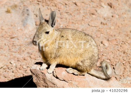 Lagidium Viscacia Photos