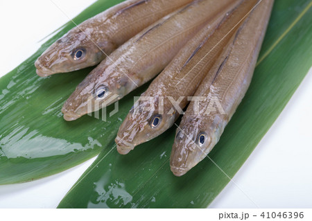 鱚 魚 キスの写真素材