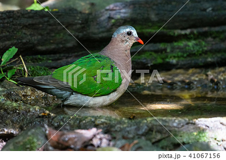 PIGEON&PEACE / はと森ハト 51Pf2H118qL._UF350,350_QL50_.jpg