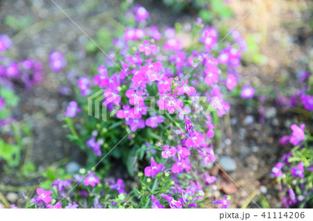 ロベリア 花の写真素材