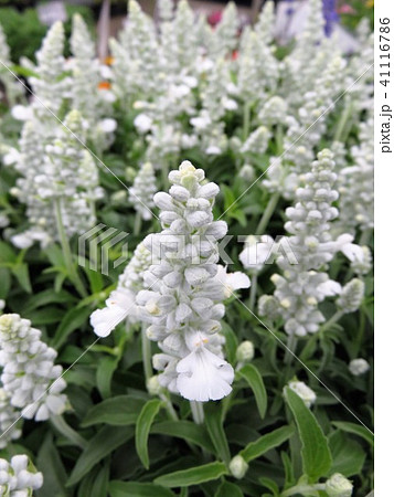 ブルーサルビアシリウスの写真素材