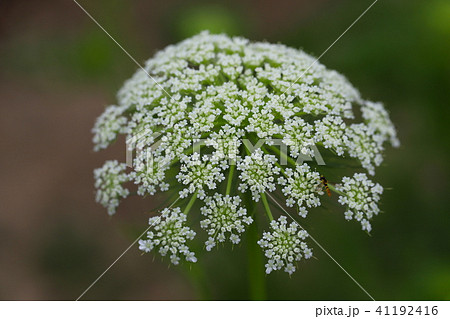 人参 花 野菜 セリ科の写真素材