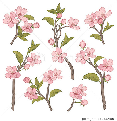 Ngagolak 白黒 桜 イラスト リアル