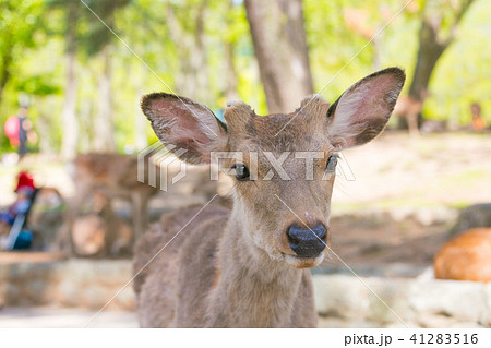 動物 鹿 正面 顔の写真素材
