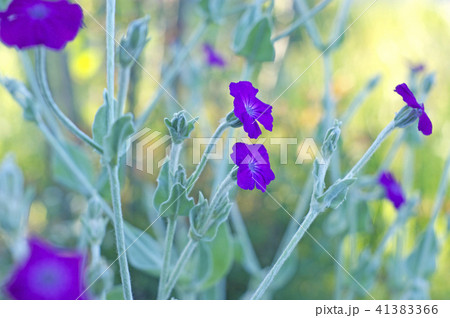 スイセンノウ 花の写真素材