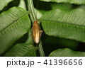 八重山斑蜚蠊