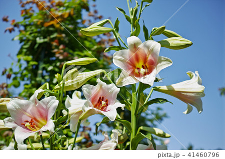 花 ユリ科 白 港の見える丘公園の写真素材