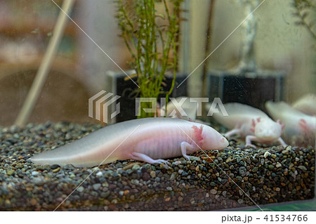 ウーパールーパー 泳ぐ アクアリウム アホロートルの写真素材