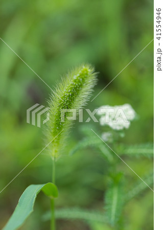 雑草 猫じゃらし 植物 緑色 葉 毛の写真素材