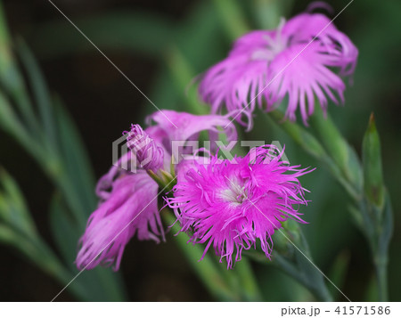 ナデシコ 被子植物門 双子葉植物網 ナデシコ目の写真素材