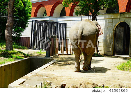 象の後ろ姿 動物の写真素材