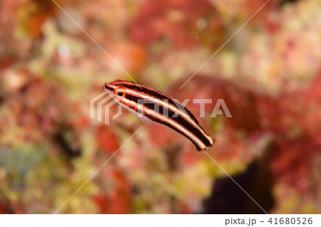 ベラの幼魚 幼魚の写真素材