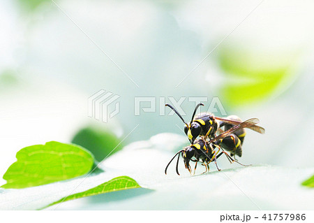 徳利蜂の写真素材