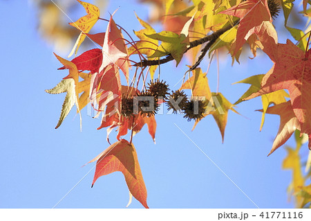 もみじばふう 木の実の写真素材 - PIXTA