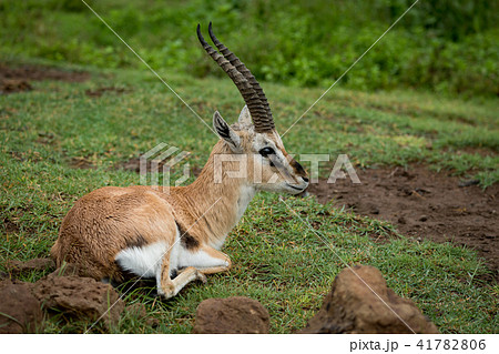 トムソンガゼル 草 角 野生動物の写真素材