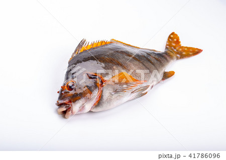 ギンタ 魚の写真素材