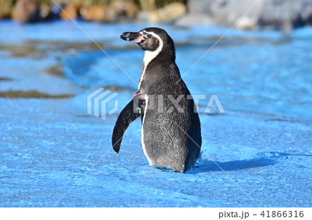 ペンギン 動物 背中 後姿の写真素材