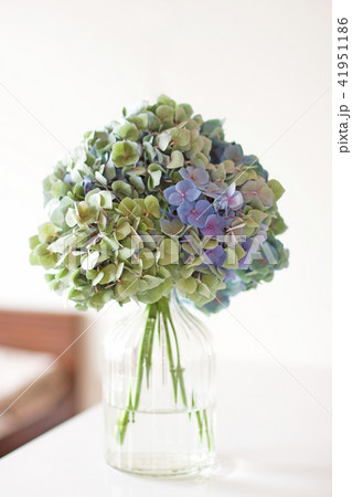 紫陽花 花瓶 切花 明るいの写真素材
