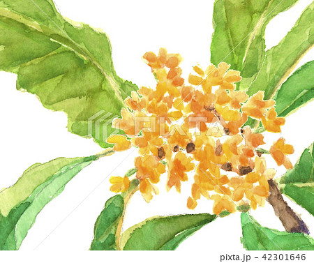 金木犀 木のイラスト素材 金木犀 木のイラスト素材