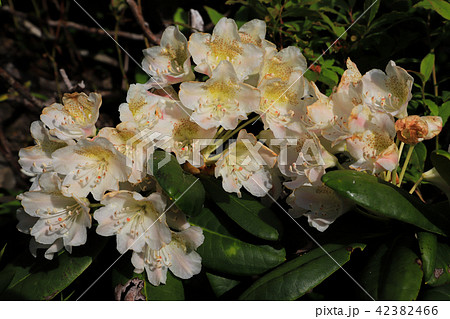 花 ハクサンシャクナゲ 植物 高山植物の写真素材 - PIXTA