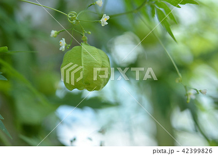 風船葛照片素材