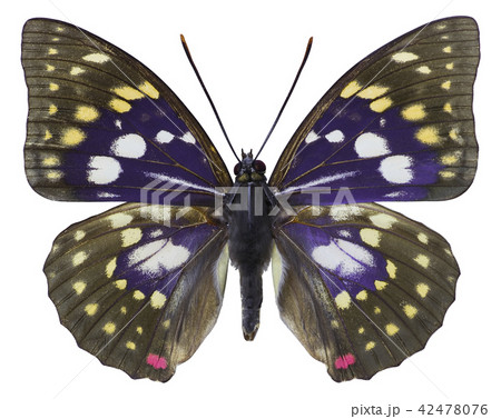 オオムラサキ 蝶 昆虫標本 国蝶の写真素材