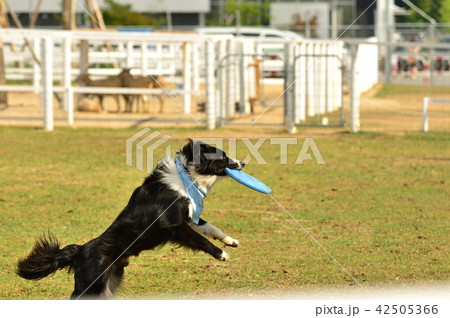 犬 ボーダーコリー フリスビードッグ 動物の写真素材