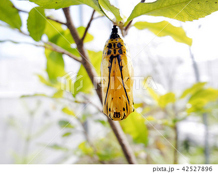 蛹 オオゴマダラの写真素材