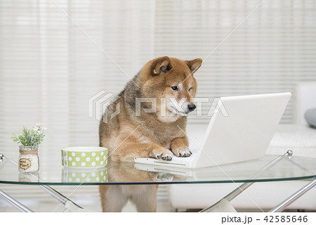 ノートパソコン 犬 動物 パソコンの写真素材