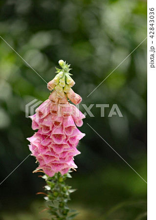 釣鐘草の写真素材