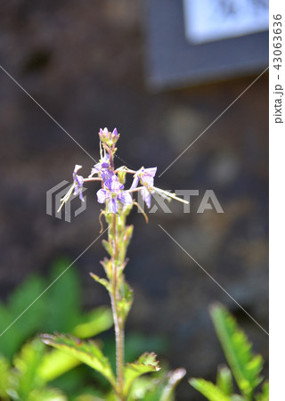 深山鍬形 花 ミヤマクワガタ 植物の写真素材