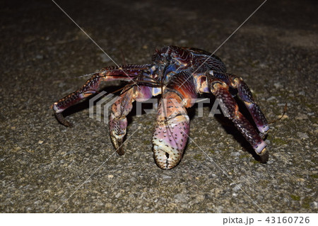 かに 蟹 やしがに ヤシガニの写真素材 かに 蟹 やしがに ヤシガニの写真素材