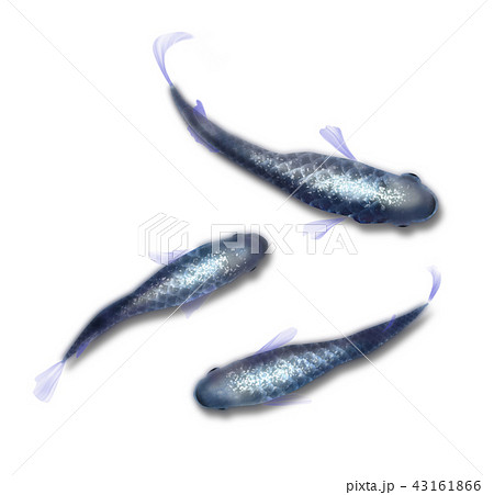 高級メダカ 魚 目高 泳ぐのイラスト素材